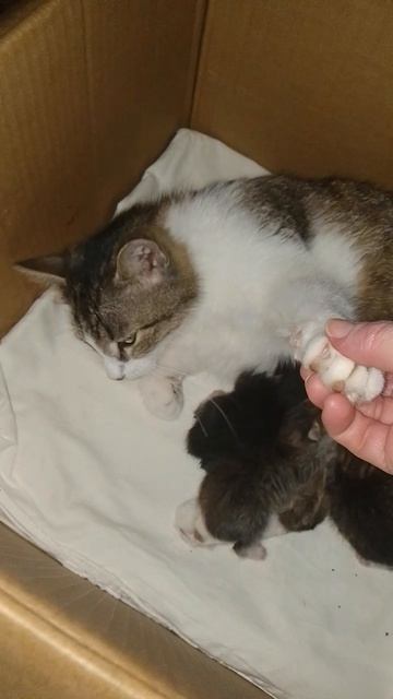 Наша Фрося стала мамой .