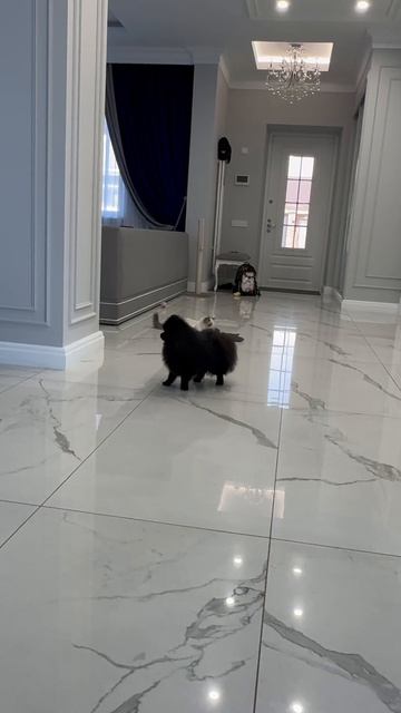 Рэгдолл Лилу