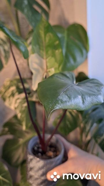 АЛОКАЗИЯ,БЛЕК СТЕМ ВАР.КОМНАТНЫЕ РАСТЕНИЯ(ЦВЕТЫ).