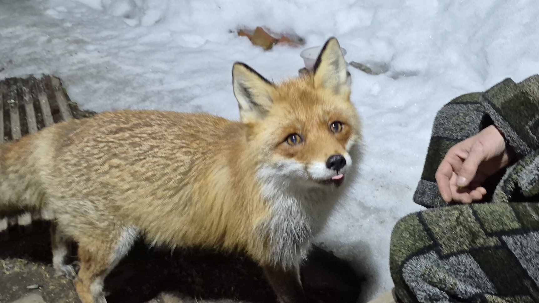 (1247) Лиса приходит в гости. Март 2026