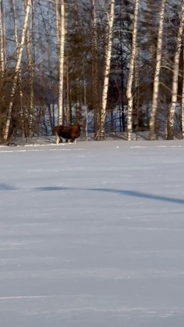 Лоси у дороги