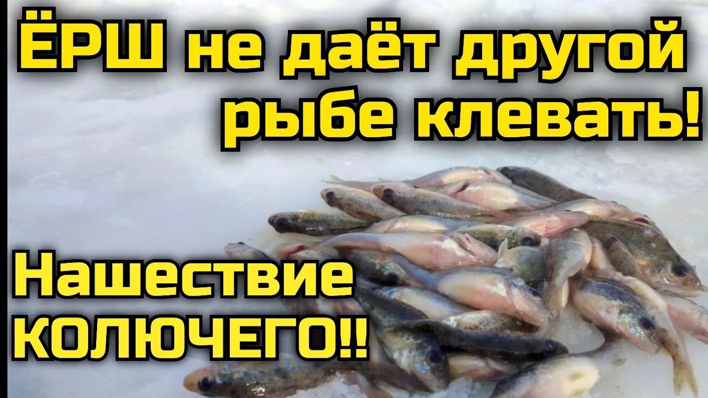 Ёрш не даёт другой рыбе клевать. Ловля ерша зимой.