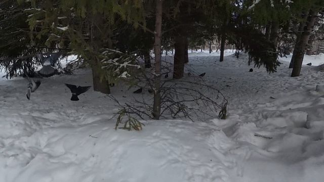 Новосибирск. Зимняя прогулка.