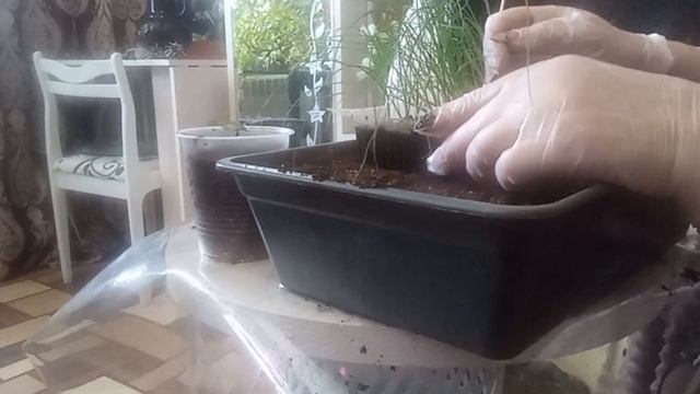 22 МАРТА 2026 г.  ПИКИРУЮ РАССАДУ ПОМИДОРОВ И ЛУКА.