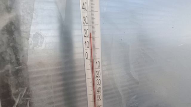 Первая рассада в неотапливаемой теплице🌹