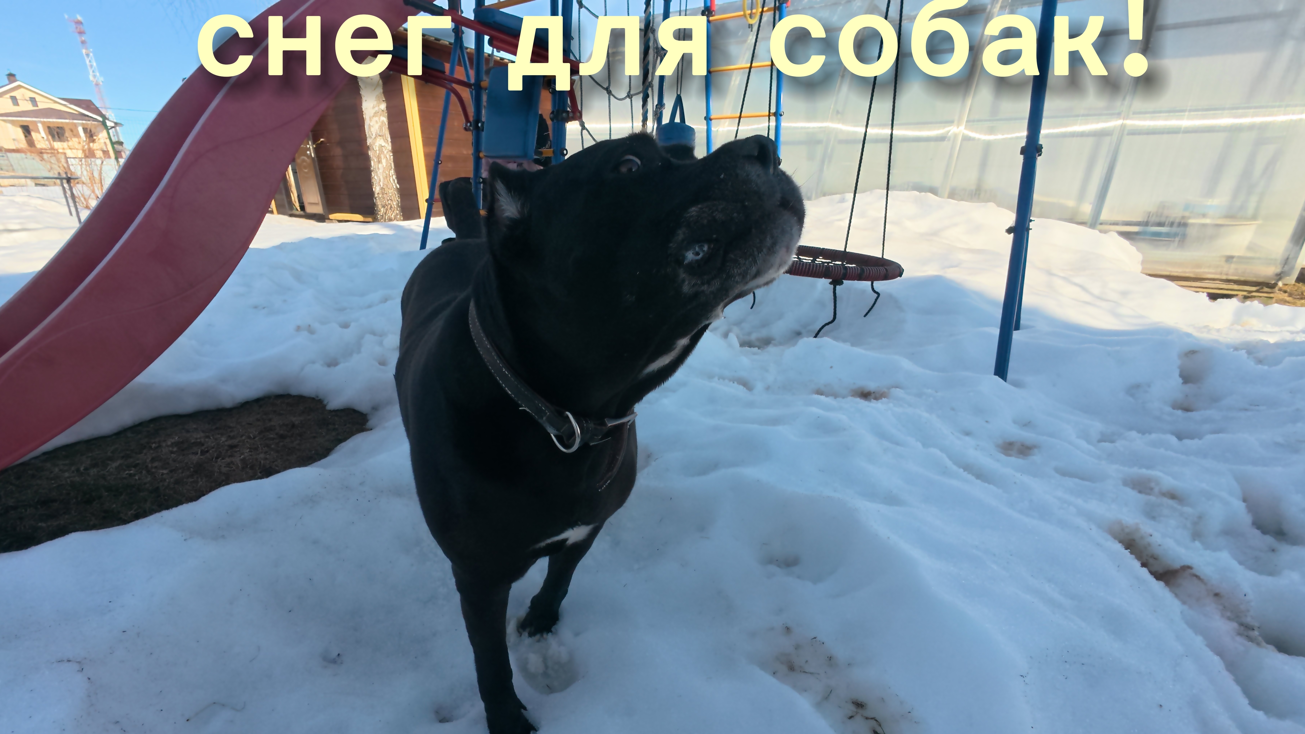 Снег для собак? | Korsa | весна |