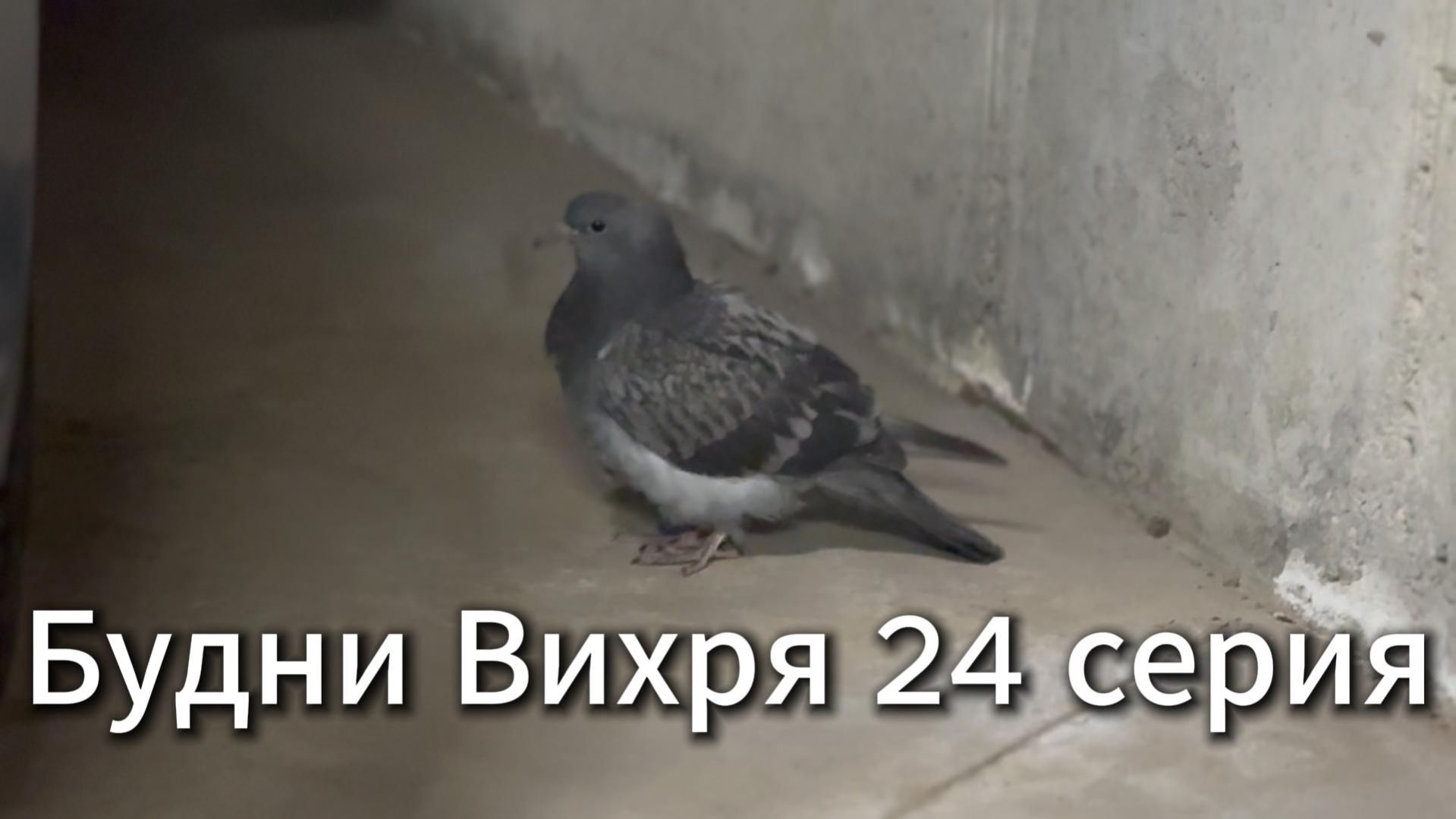 Будни Вихря 24 серия #я #Вихрицкий #Блогер #сериал #мы #счастье #россия #любовь #юмор #песня #вихрь