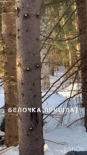Веселые белочки