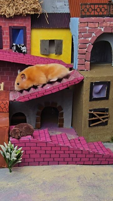 Город для хомяка