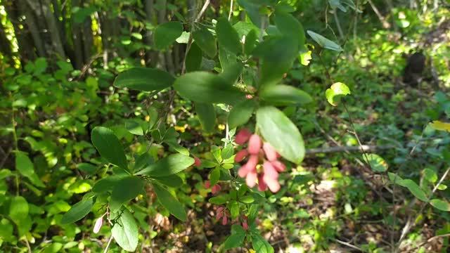 Ягоды барбариса. Сентябрь