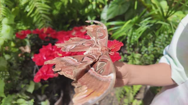 Джунгли Пенанга — парк бабочек, трекинг и Monkey Beach - Малайзия Обзор