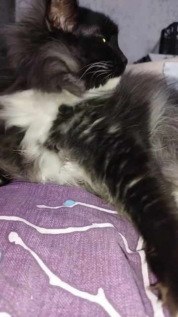 Наш Мишенька 🐱🐱🐱😻😻😻