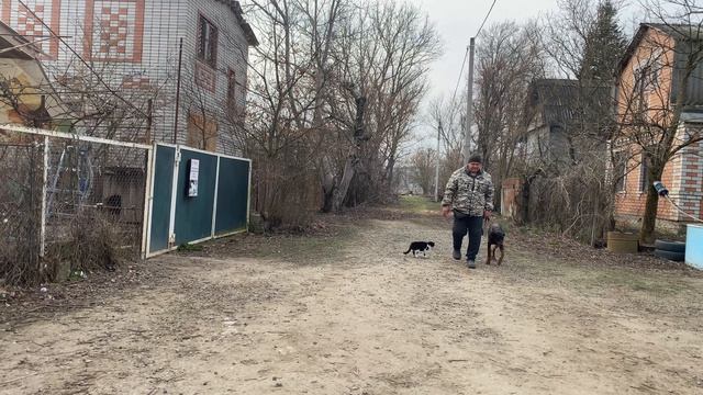 Доберман 8 месяцев Дантес! Будни дрессировки!