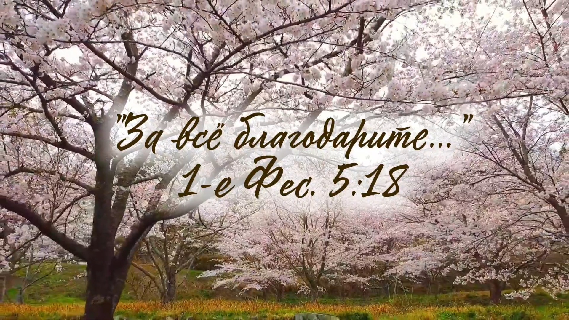 Мне есть, за что Тебя благодарить | стихи христианские