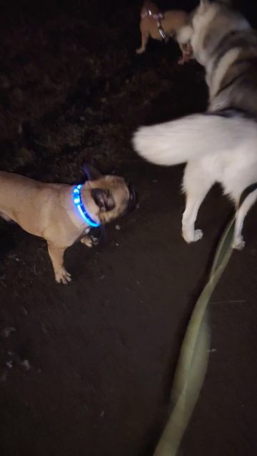 Хаски Джек и друзья Французские бульдоги