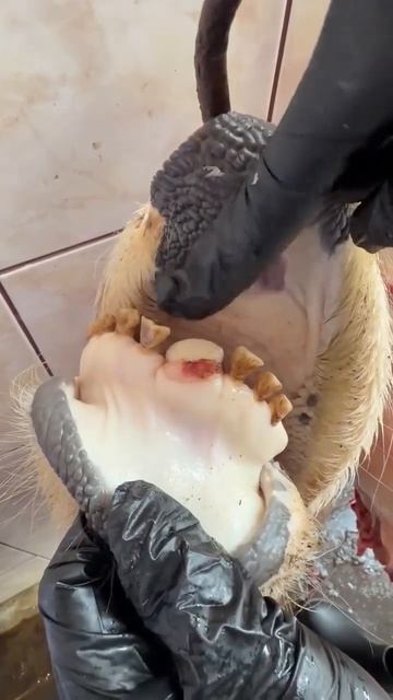 Смена зубов у крупного рогатого скота