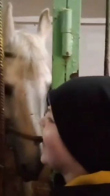 КОНЬ БЕРЁТ ХЛЕБ С ЛАДОНИ