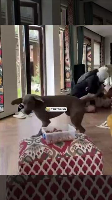 Собака-верный друг и охранник 😆