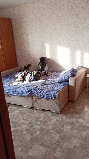 Кошка воспитывает собаку