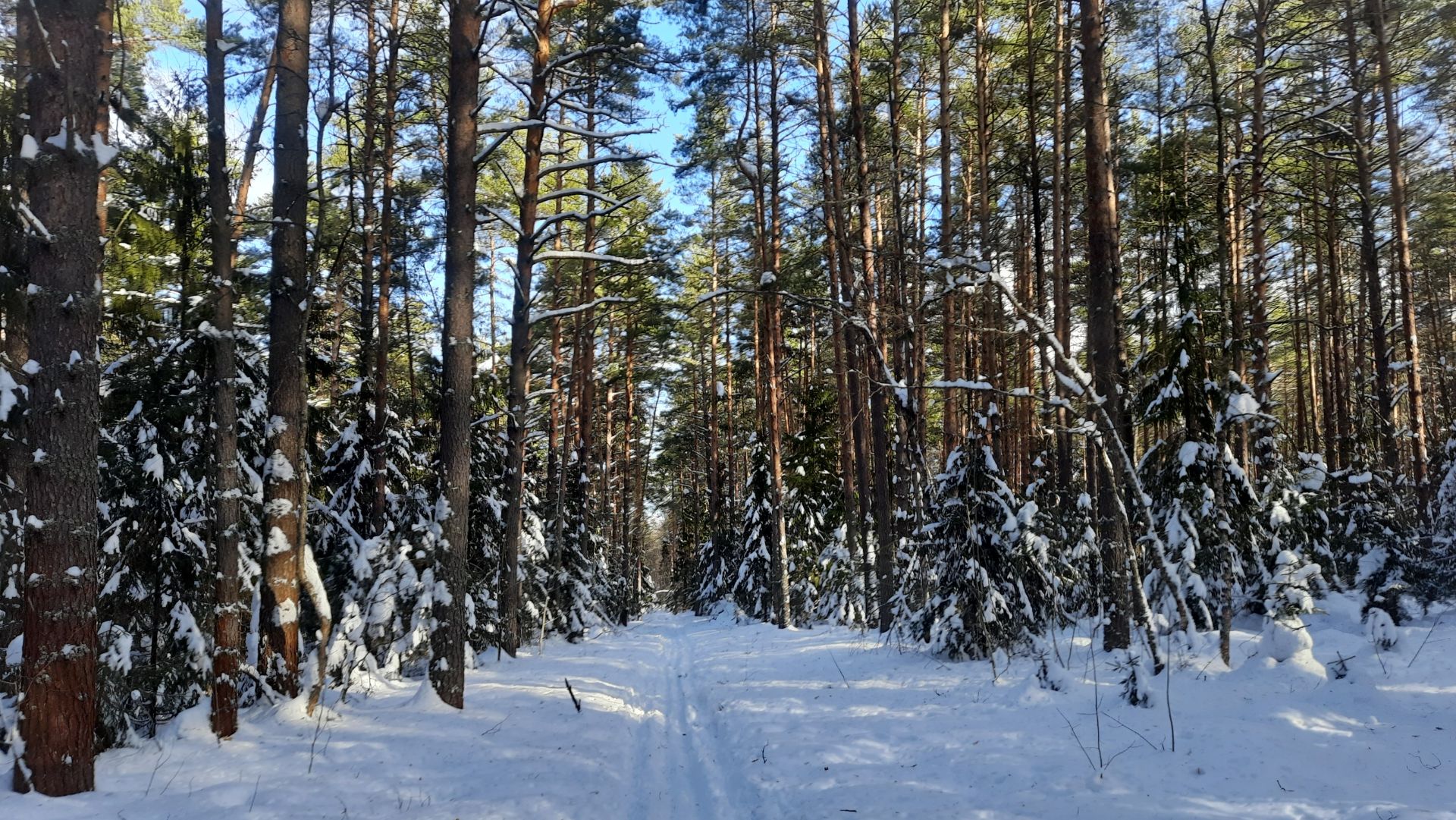 Зимний лес