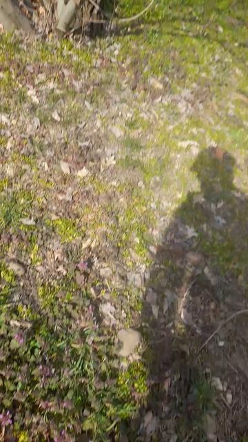 верба зацвела 19.03.2026🐝 #пчелы #пасека #пчеловодство #весна