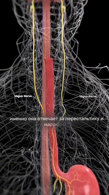 Урчание в животе: норма или патология