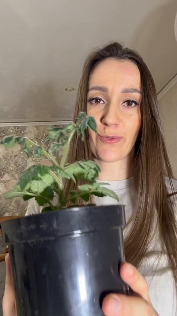 Нужно ли пасынковать томат «Балконное чудо»?