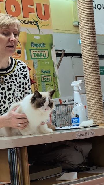 Рэгдолл Локи. Выставка кошек город Краснодар