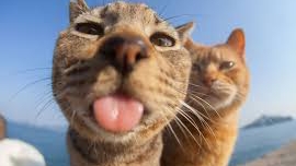 смешные животные