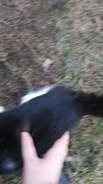 с котиком все хорошо мордочку в конце зажала не сильно а легонько ему нравится