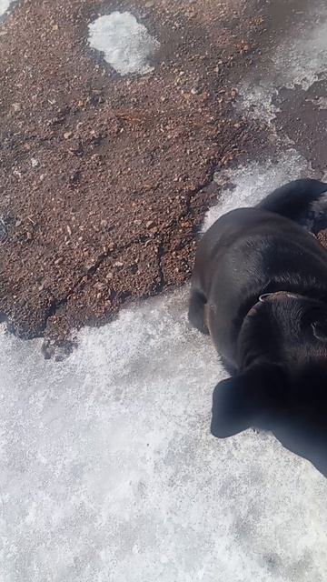 Как научить собаку команде 