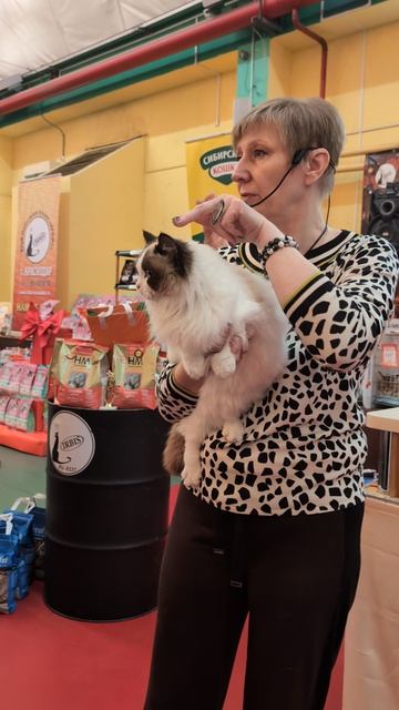 Рэгдолл Локи. Выставка кошек город Краснодар