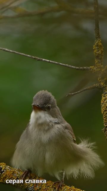 Весенние трели. Серая славка