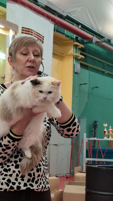 Рэгдолл. Выставка кошек город Краснодар