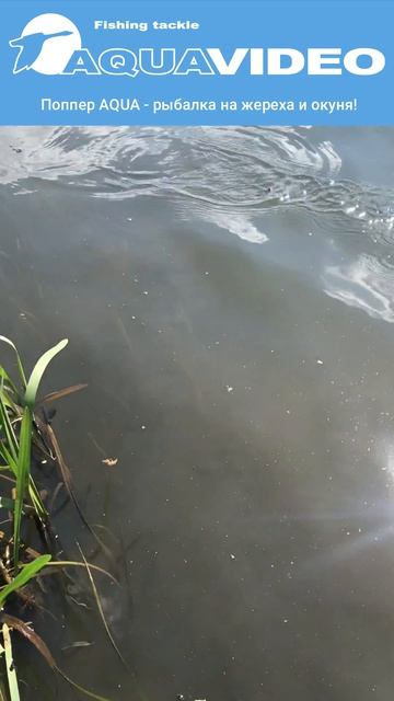 Поппер AQUA - рыбалка на жереха и окуня