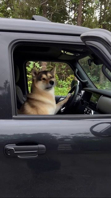 Собака за рулем: необычное приключение в автомобиле #собака #приключения #авто