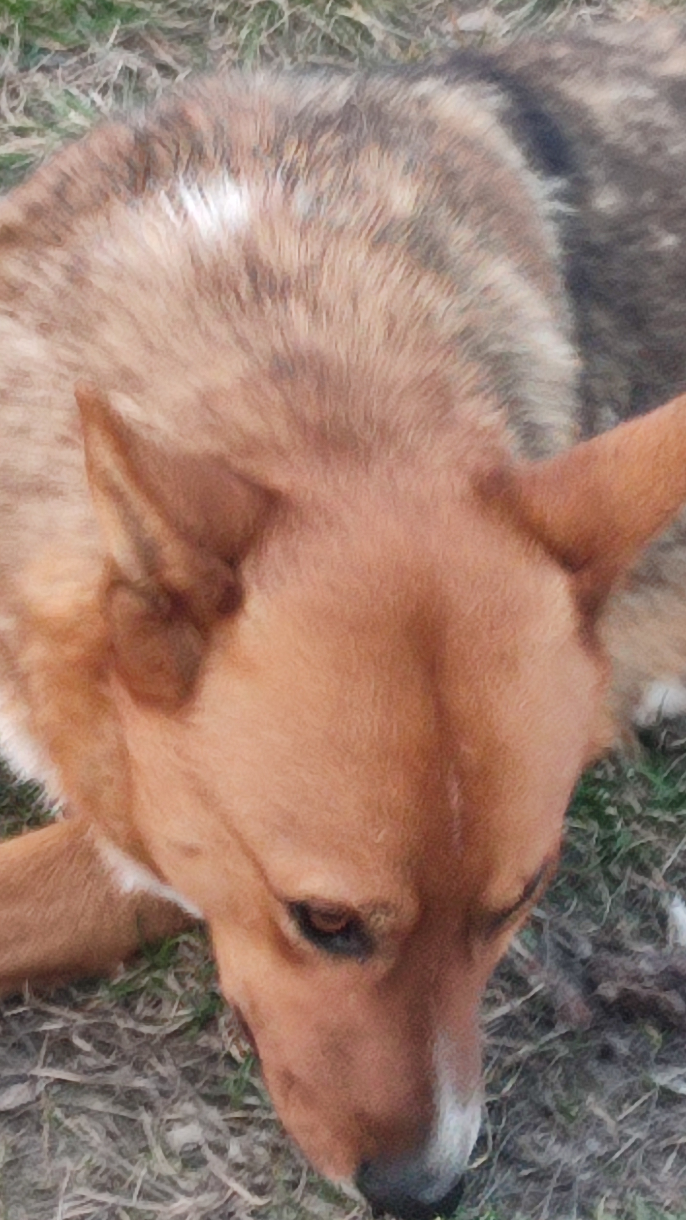 собака на рынке