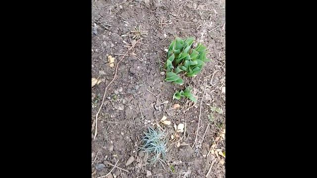 Домашние дела