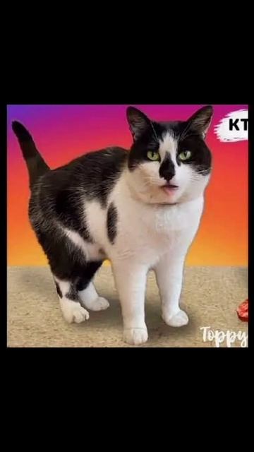 кот Малыш с канала А-ну-ка давай-ка