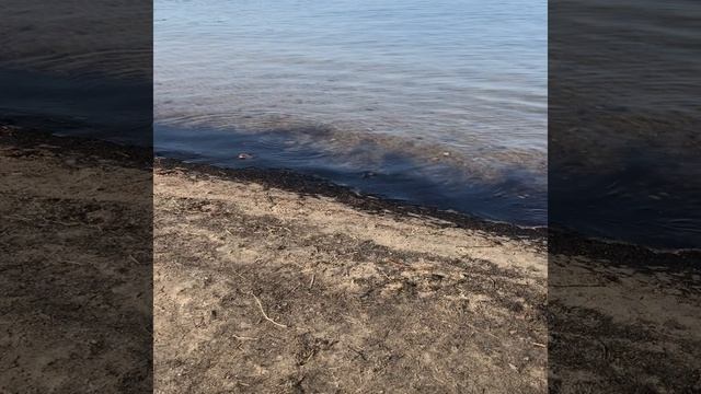 Балтийское море. Выброс янтаря мелкого.