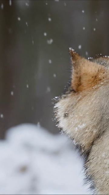 Дикая природа: портрет волка в зимнем лесу #волк #природа #зима
