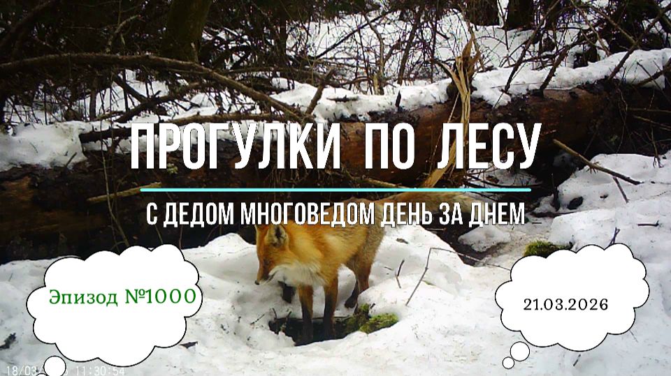 Прогулки по лесу. День за днем с дедом Многоведом. 21 марта 2026г. Эпизод 1000.