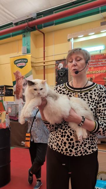 Рэгдолл Грейс. Выставка кошек город Краснодар