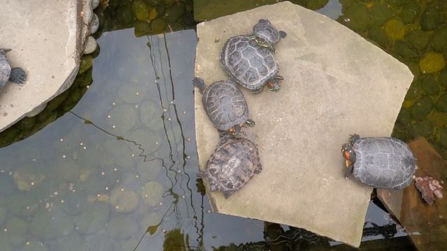 Черепаший приют