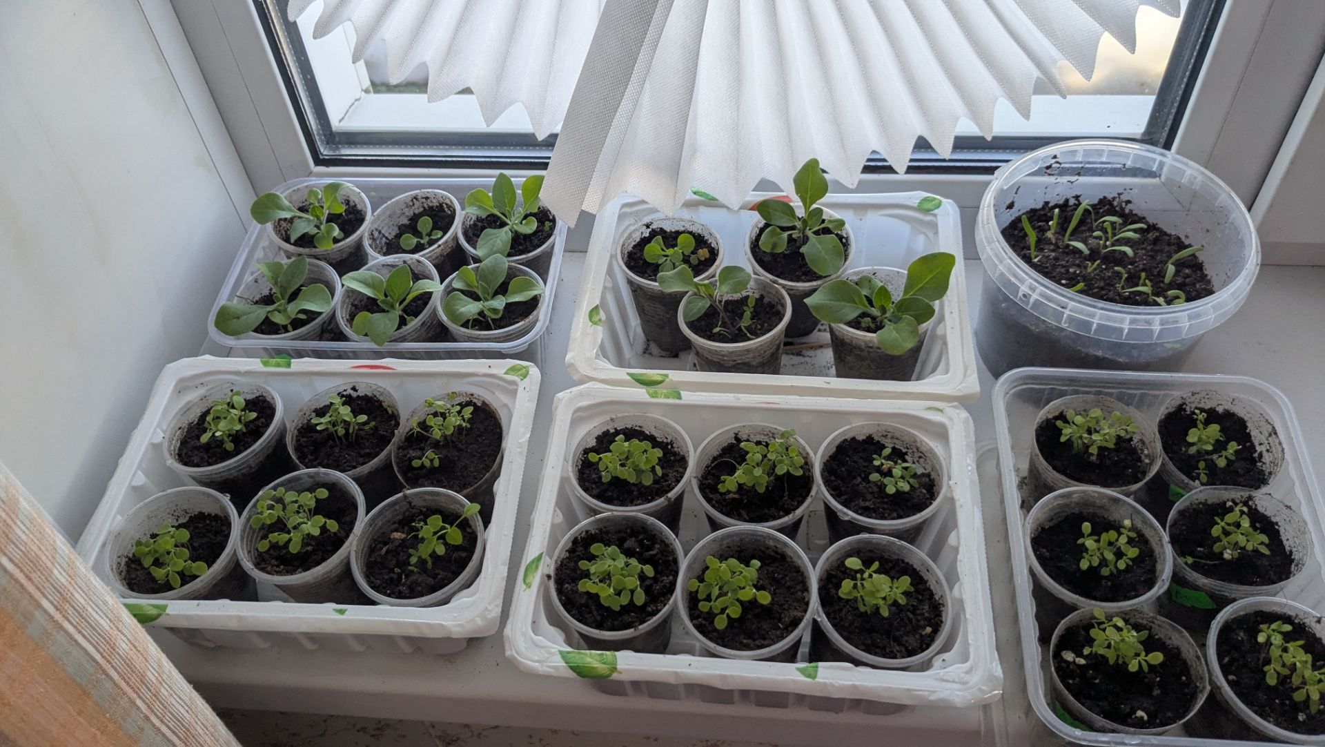 Весенние работы на участке. Пикировка, полив ,осмотр моей рассады.