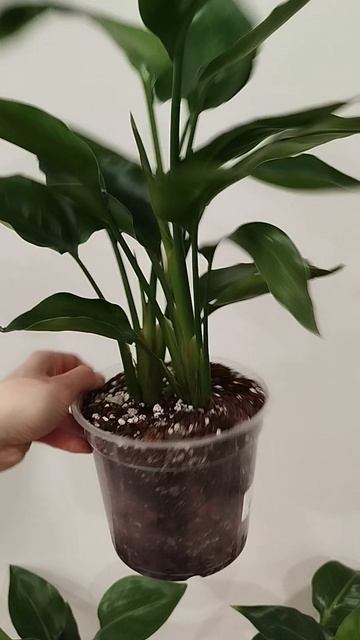 Стрелиция Регина ✅ в наличии ✅ в Жизнь Зелёных