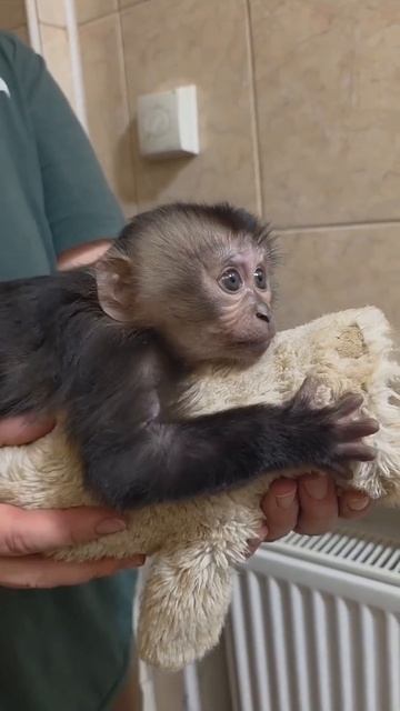 Каждая жизнь уникальна, и история нашей малышки вандеру – тому подтверждение🤍