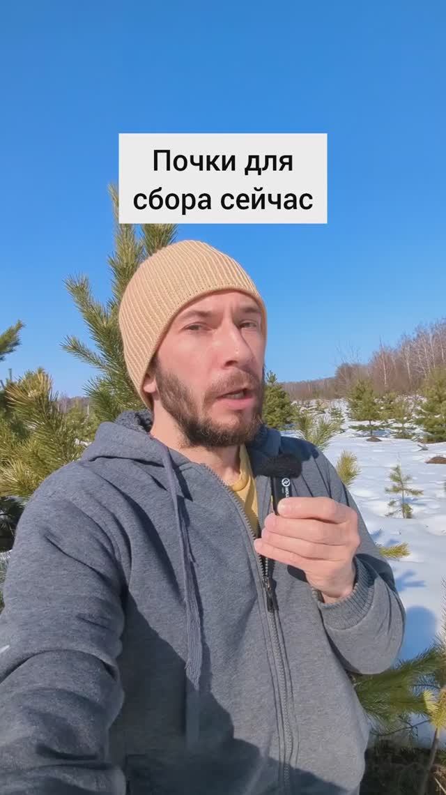 Какие почки собрать сейчас