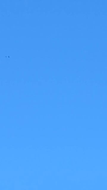 24 сентября 2024 года. Крик улетающих Айстов.