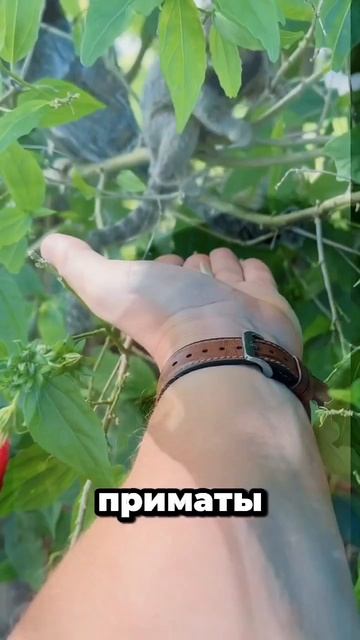 Обезьяна размером с ладонь? Ты не поверишь, как она выживает! 🐒  📝